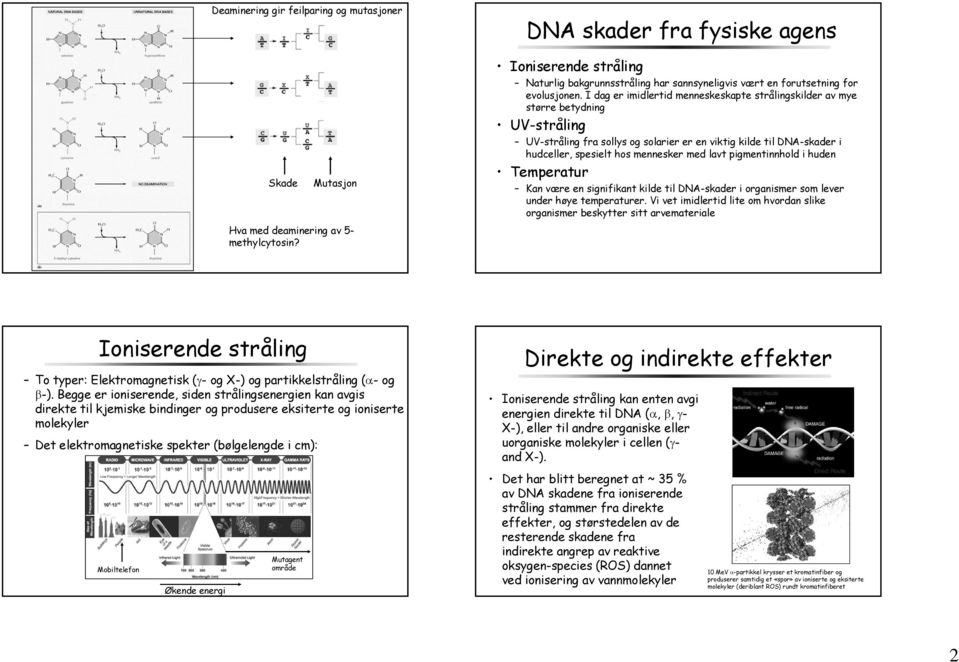 Spontane-DNA skader. Ulike typer DNA-skader - PDF Free Download