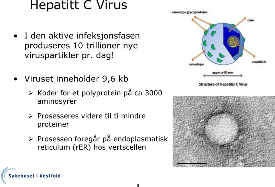 Viruset inneholder 9,6 kb Koder for et polyprotein på ca 3000