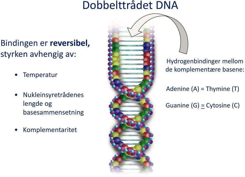 basesammensetning Hydrogenbindinger mellom de komplementære