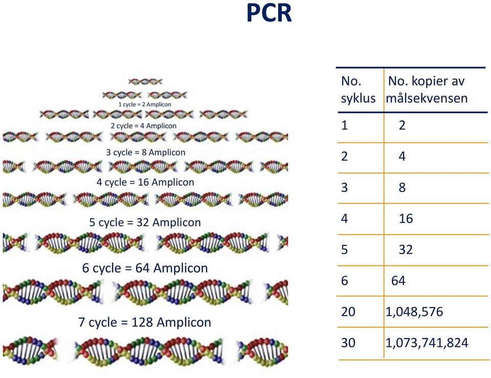 64 Amplicon 7 cycle = 128 Amplicon No.