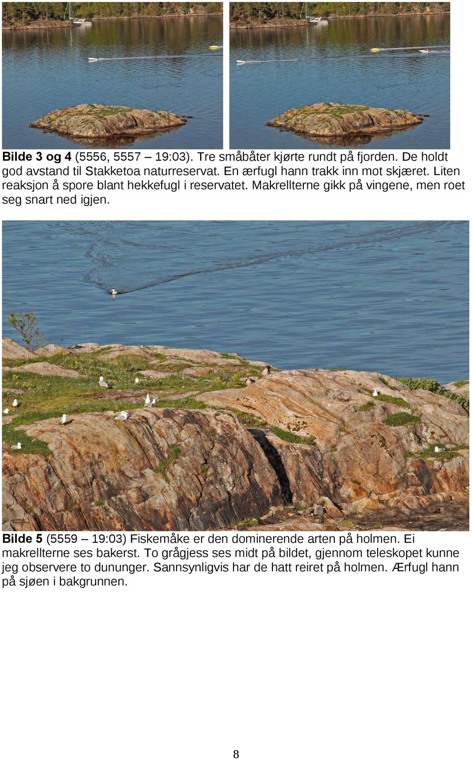 Makrellterne gikk på vingene, men roet seg snart ned igjen. Bilde 5 (5559 19:03) Fiskemåke er den dominerende arten på holmen.