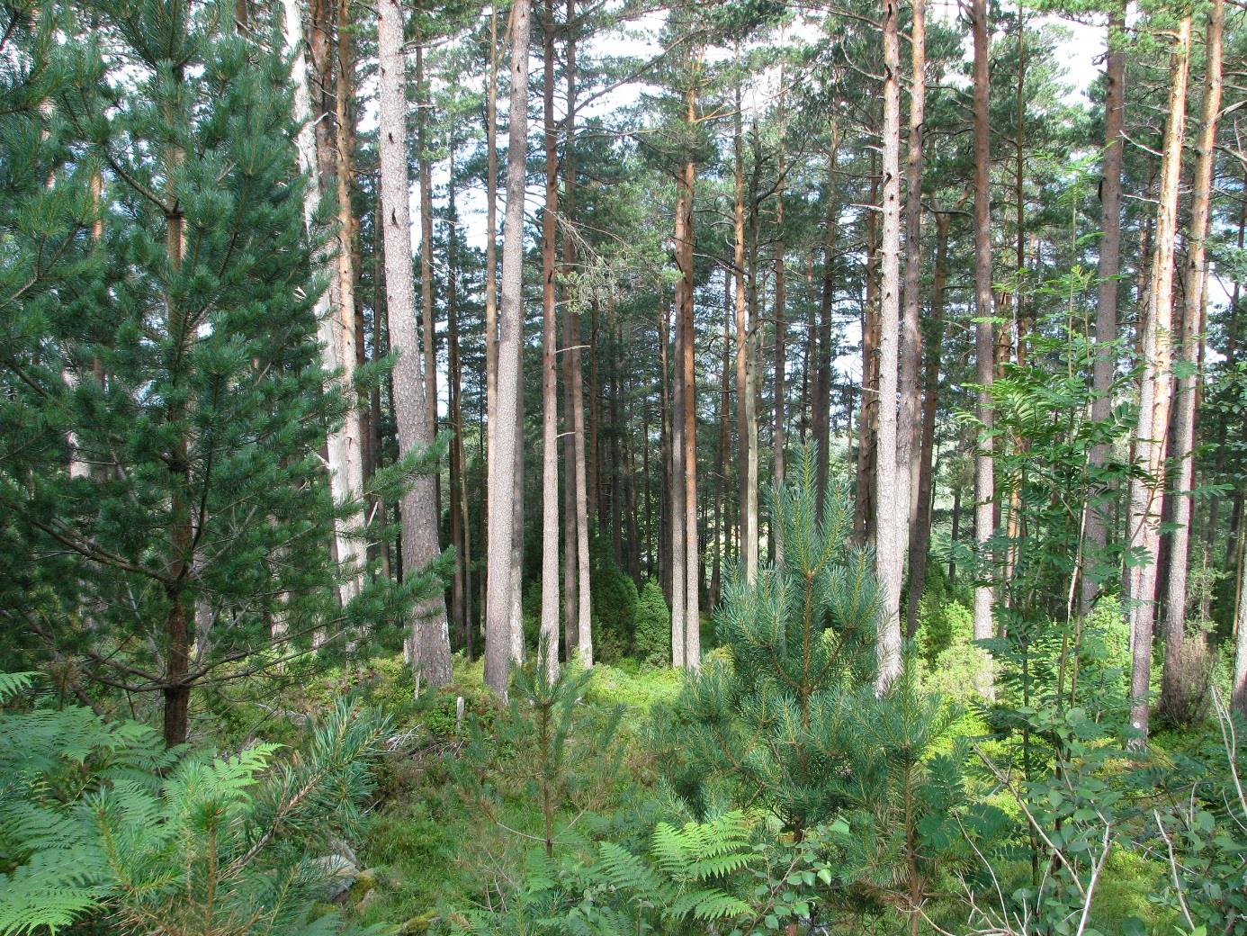 skogbruksstatistikk