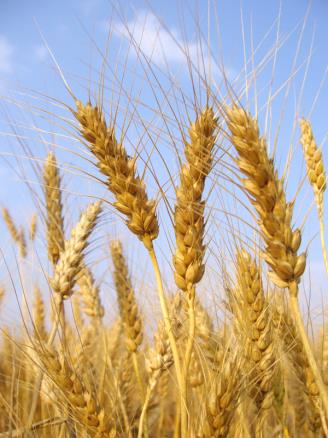Korn Få stilt riktig diagnose i åkeren Velg riktig sort, gjødsel og plantevern Plantevern mot sopp i korn ved normalavling på 400 kg/daa: Redusert avling pga.