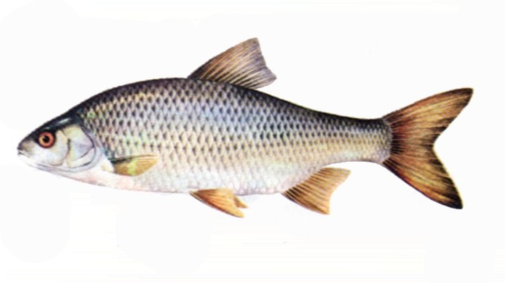 Fisk som bioindikator for eutrofiering (Thrond Haugen NIVA/UMB, Atle Rustadbakken,