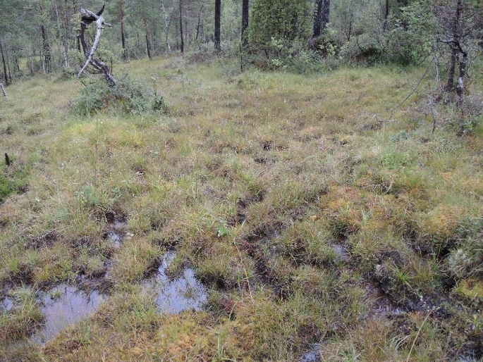 Myra ble verna som naturreservat i 2004, og fikk en forvaltningsplan i 2012 (Anonby 2012).
