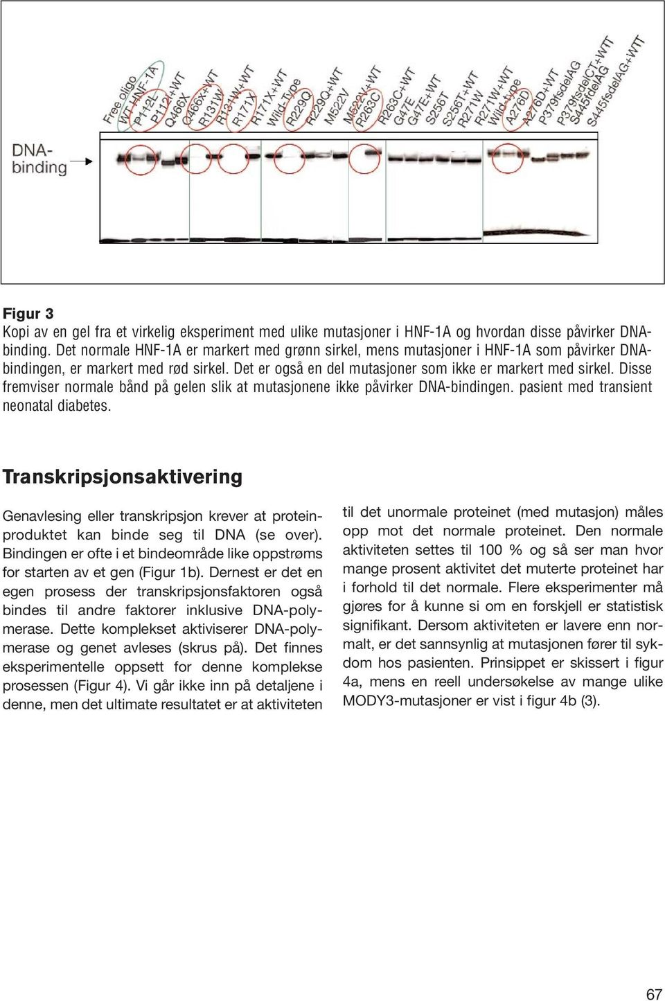 Disse fremviser normale bånd på gelen slik at mutasjonene ikke påvirker DNA-bindingen. pasient med transient neonatal diabetes.