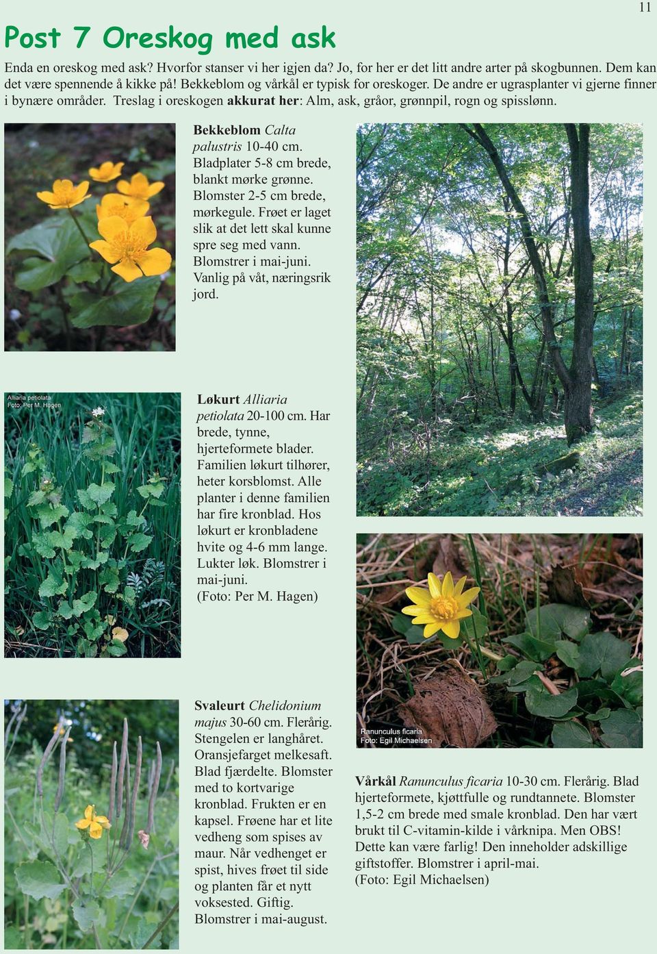 Bekkeblom Calta palustris 10-40 cm. Bladplater 5-8 cm brede, blankt mørke grønne. Blomster 2-5 cm brede, mørkegule. Frøet er laget slik at det lett skal kunne spre seg med vann. Blomstrer i mai-juni.