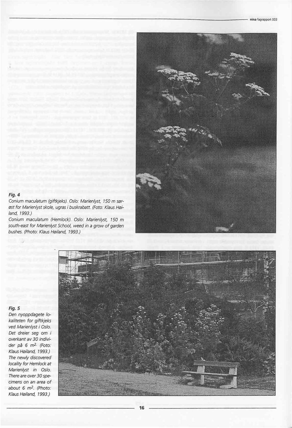 (Photo: Klaus Høiland, 1993.)..,... *' Fig.5 Den nyoppdagete lokaliteten for giftkjeks, ved Marienlyst i Oslo. Det dreier seg om overkant av 30 individer på 6 m2.