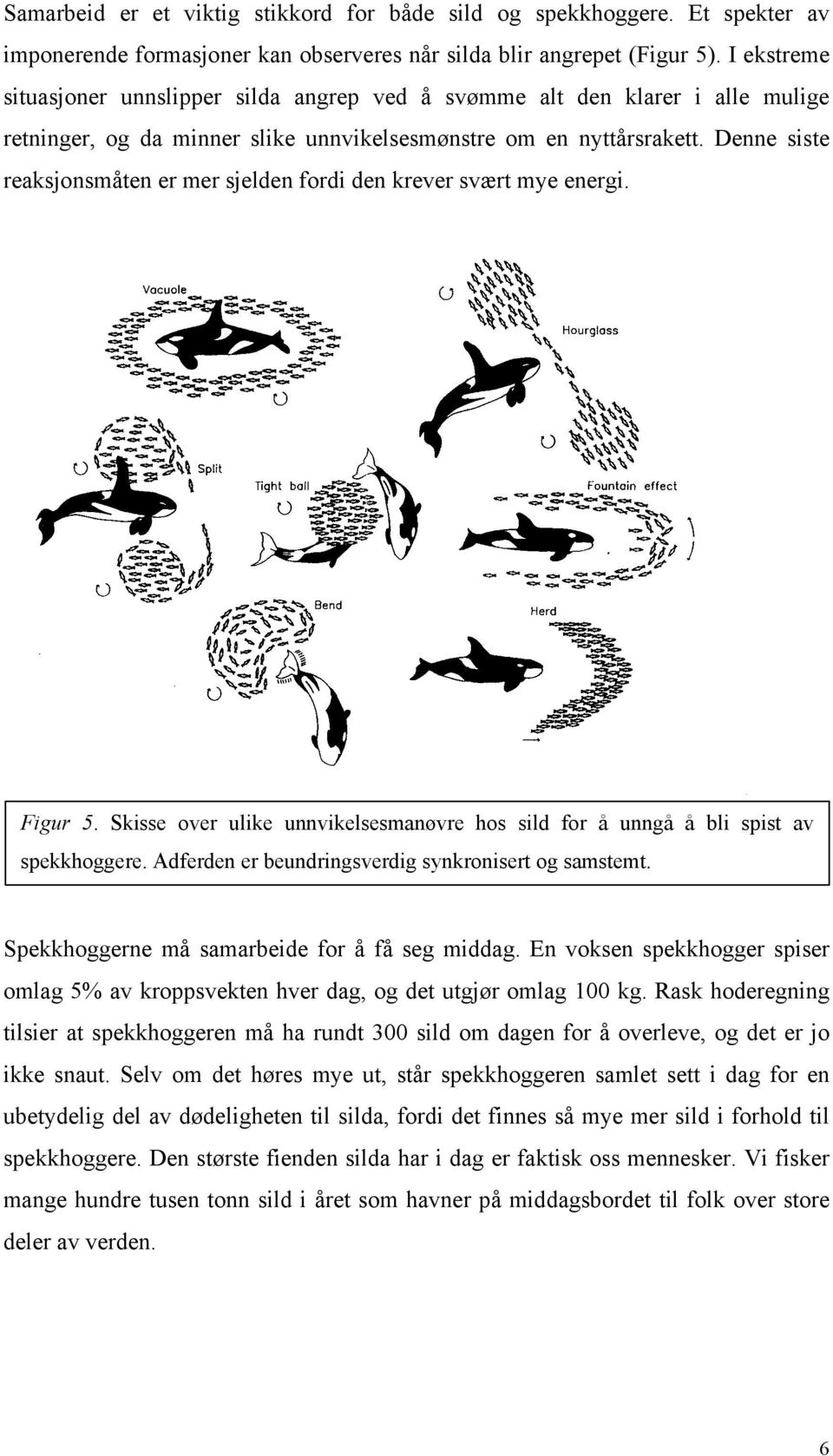 Denne siste reaksjonsmåten er mer sjelden fordi den krever svært mye energi. Figur 5. Skisse over ulike unnvikelsesmanøvre hos sild for å unngå å bli spist av spekkhoggere.