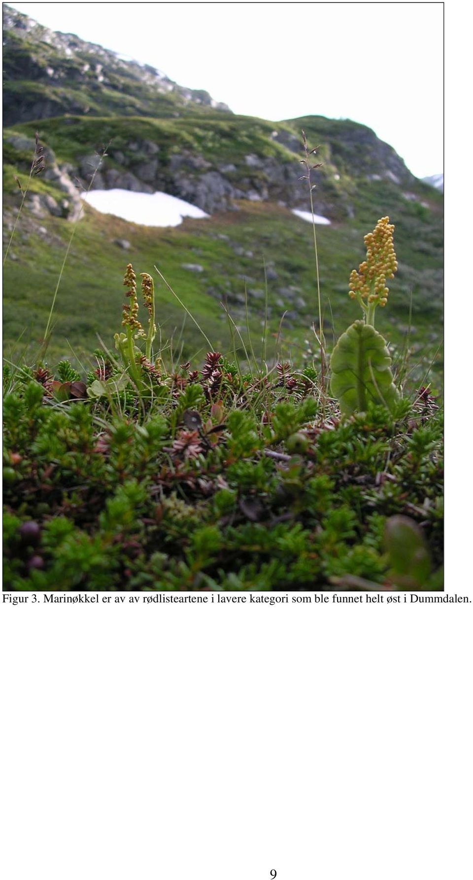 rødlisteartene i lavere