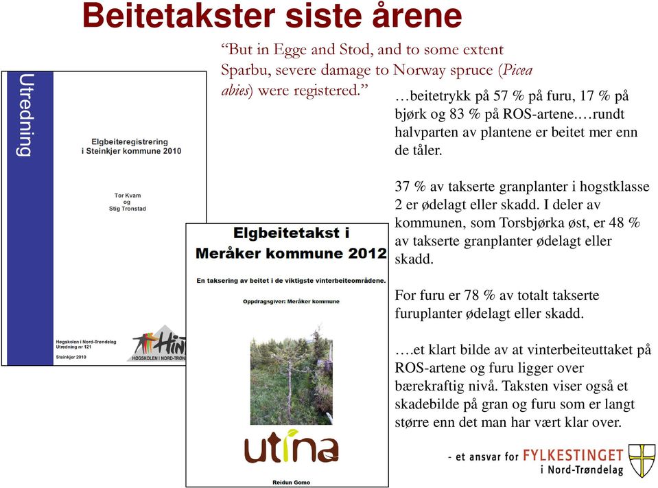 37 % av takserte granplanter i hogstklasse 2 er ødelagt eller skadd. I deler av kommunen, som Torsbjørka øst, er 48 % av takserte granplanter ødelagt eller skadd.