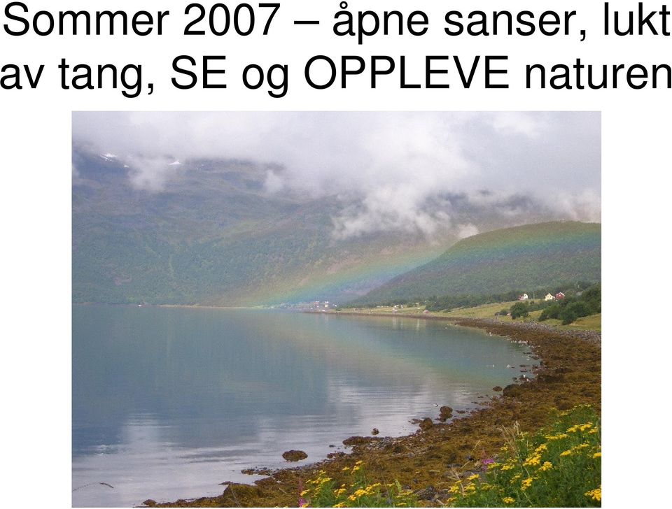 lukt av tang,