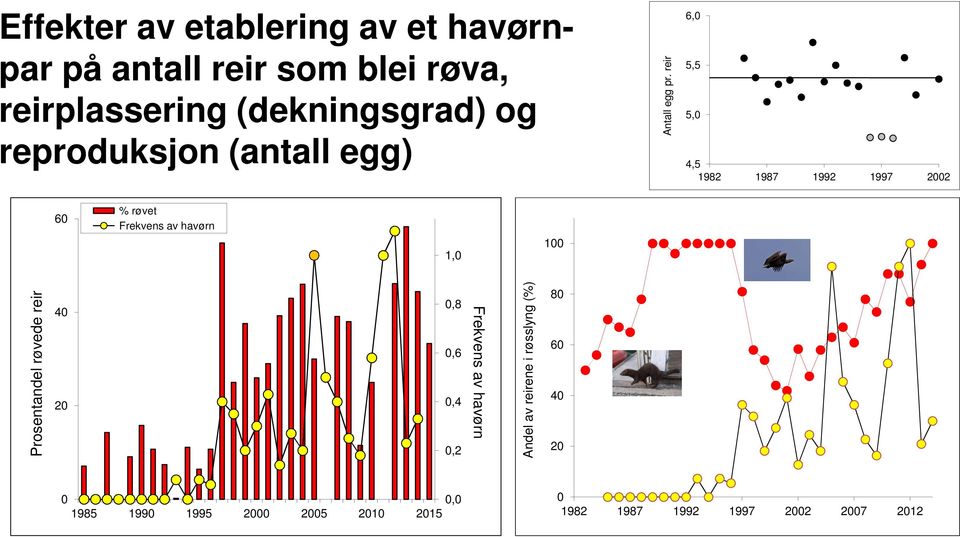 reir 6,0 5,5 5,0 4,5 1982 1987 1992 1997 2002 60 % røvet Frekvens av havørn 1,0 100 Prosentandel røvede