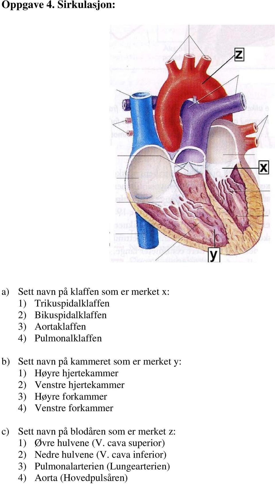 Aortaklaffen 4) Pulmonalklaffen b) Sett navn på kammeret som er merket y: 1) Høyre hjertekammer 2) Venstre