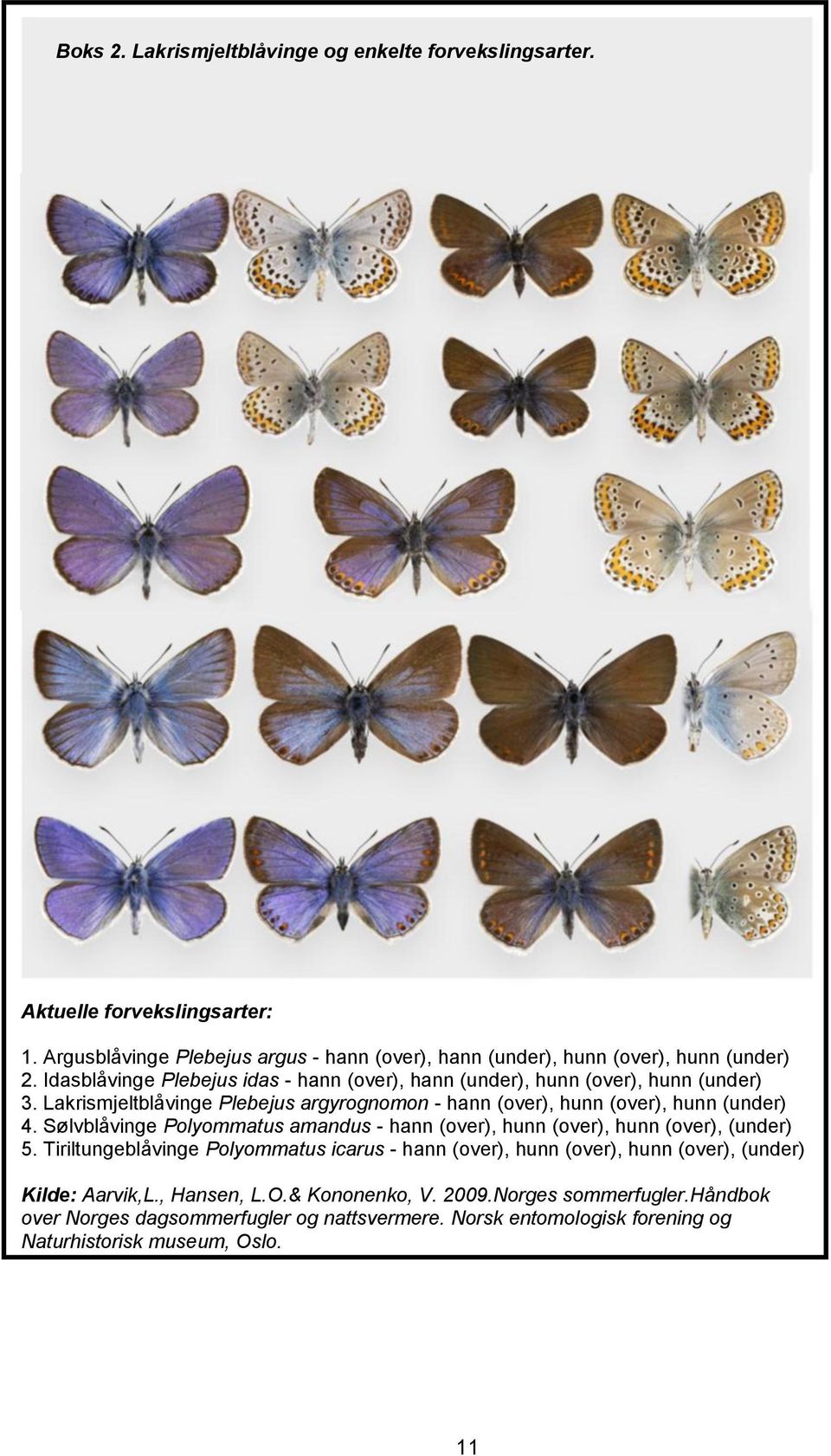 Sølvblåvinge Polyommatus amandus - hann (over), hunn (over), hunn (over), (under) 5.