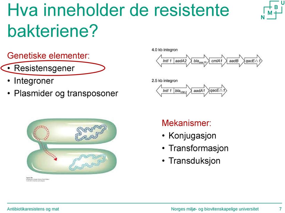 transposoner Mekanismer: Konjugasjon Transformasjon