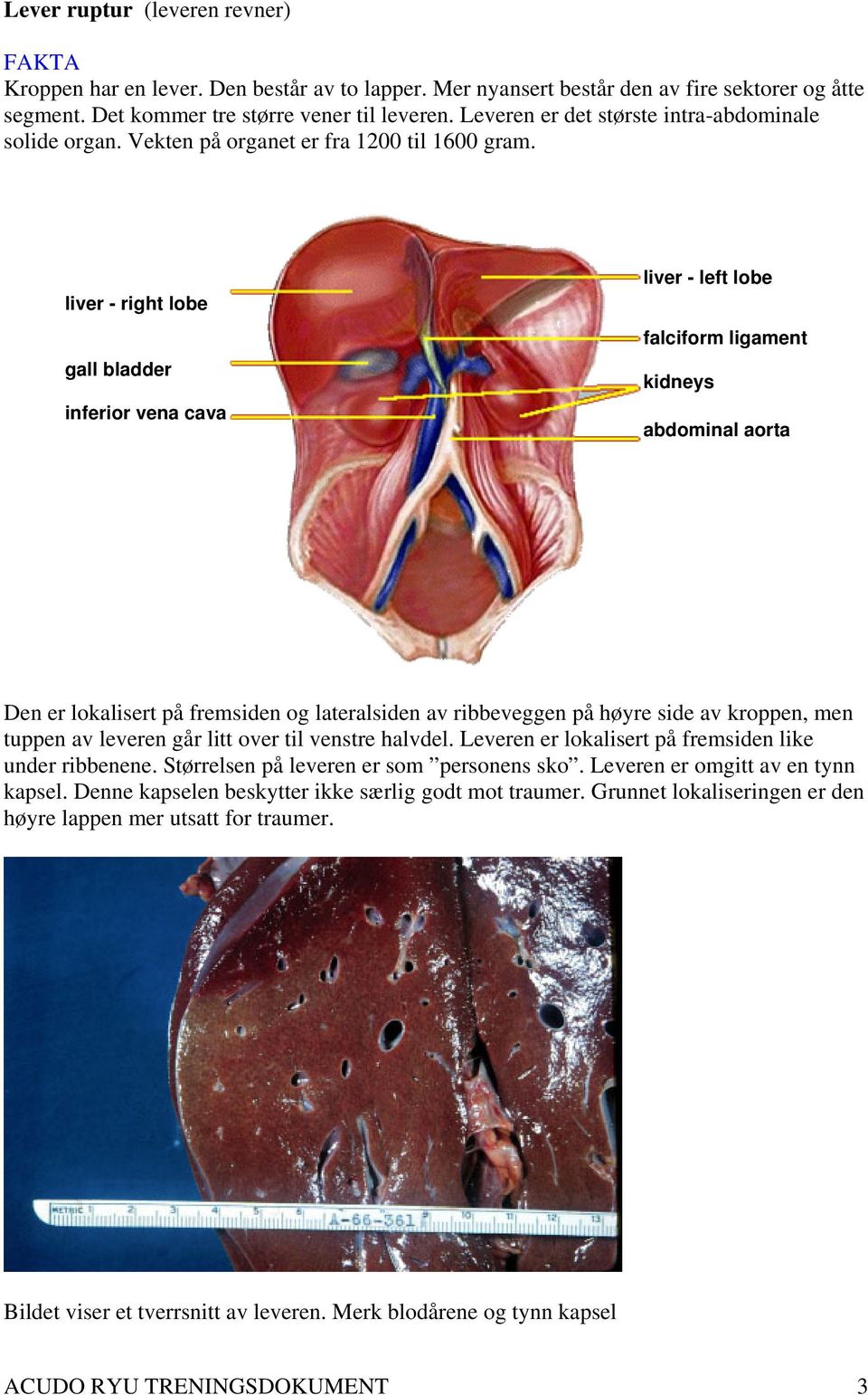 liver - right lobe gall bladder inferior vena cava liver - left lobe falciform ligament kidneys abdominal aorta Den er lokalisert på fremsiden og lateralsiden av ribbeveggen på høyre side av kroppen,