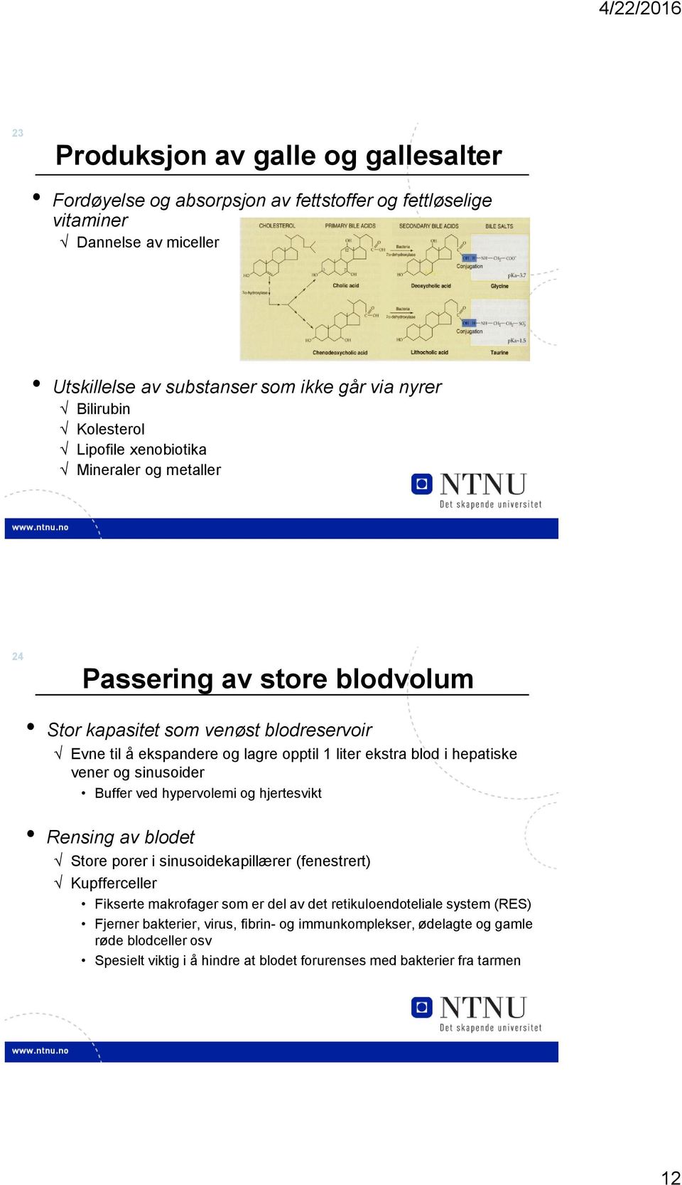 hepatiske vener og sinusoider Buffer ved hypervolemi og hjertesvikt Rensing av blodet Store porer i sinusoidekapillærer (fenestrert) Kupfferceller Fikserte makrofager som er del av det