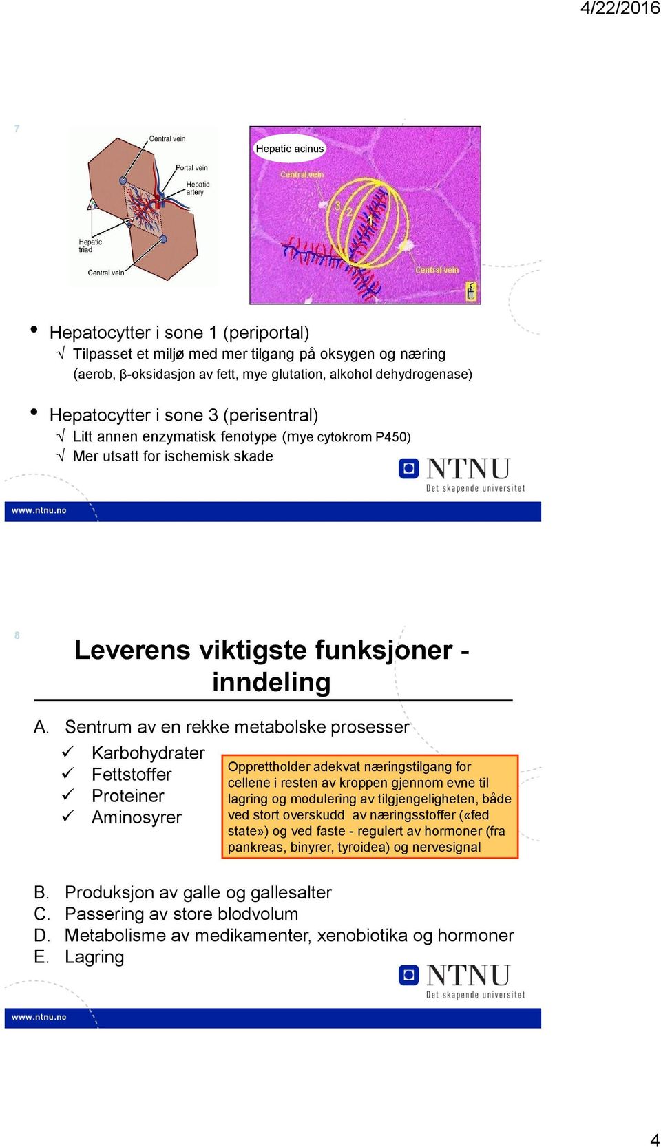 Sentrum av en rekke metabolske prosesser Karbohydrater Fettstoffer Proteiner Aminosyrer Opprettholder adekvat næringstilgang for cellene i resten av kroppen gjennom evne til lagring og modulering av