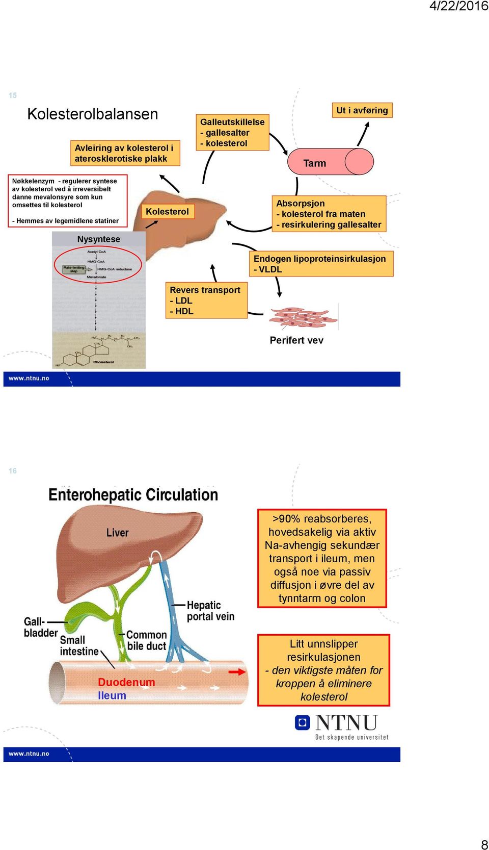 - kolesterol fra maten - resirkulering gallesalter Endogen lipoproteinsirkulasjon - VLDL Perifert vev 16 >90% reabsorberes, hovedsakelig via aktiv Na-avhengig sekundær