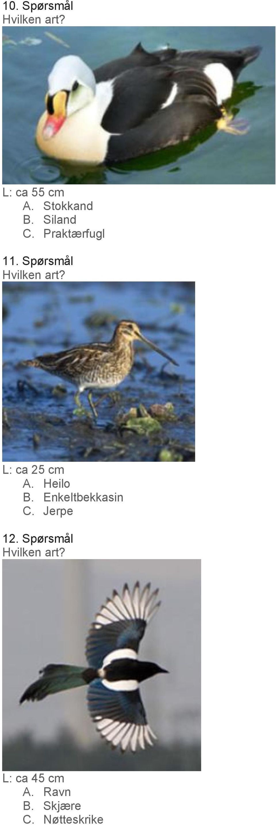 Spørsmål L: ca 25 cm A. Heilo B.