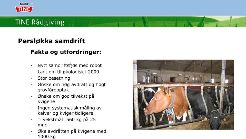 grovfòropptak - Ønske om god tilvekst på kvigene - Ingen systematisk måling av