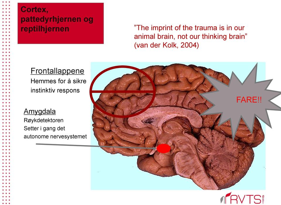Kolk, 2004) Frontallappene Hemmes for å sikre instinktiv respons