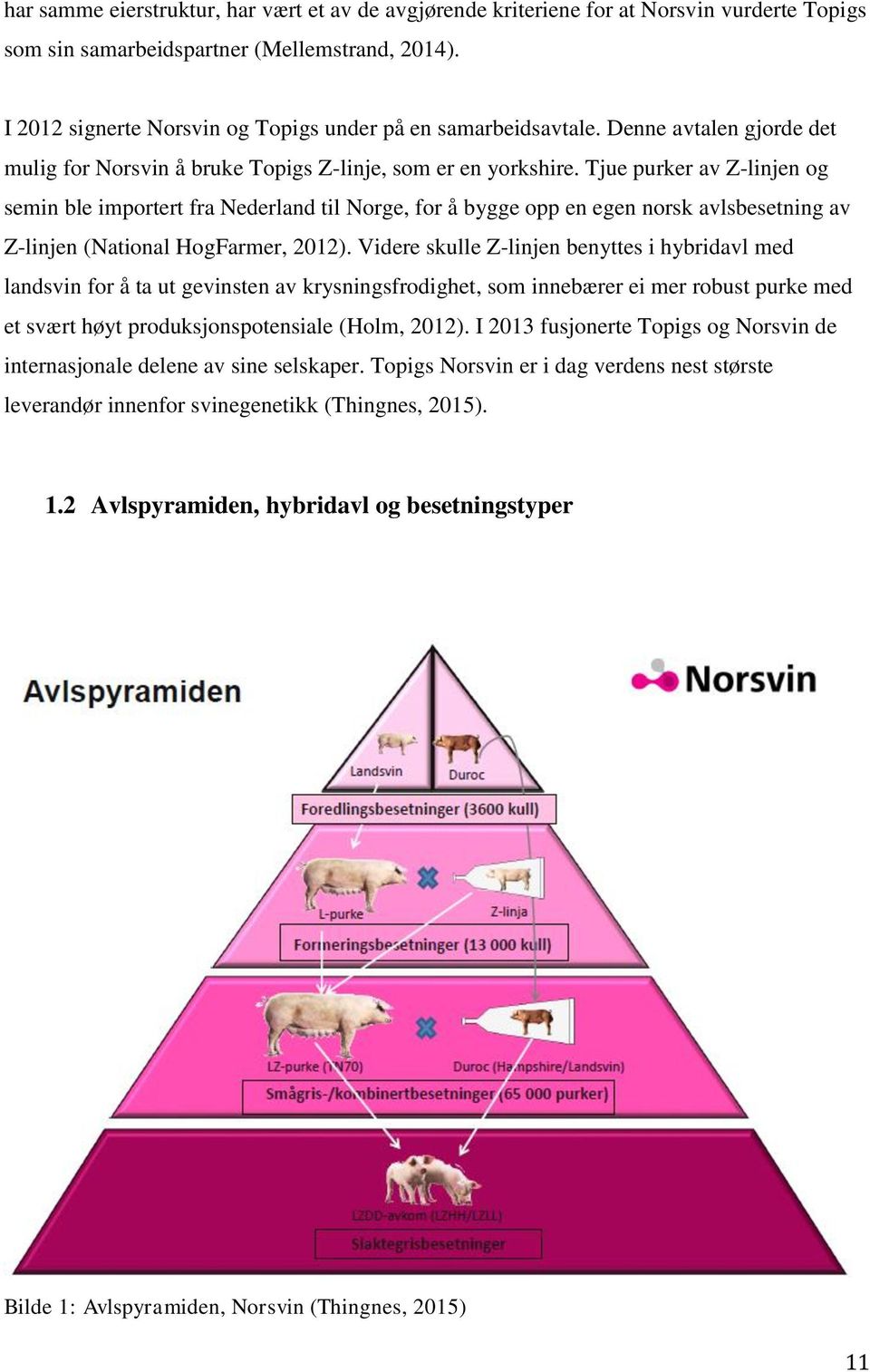 Tjue purker av Z-linjen og semin ble importert fra Nederland til Norge, for å bygge opp en egen norsk avlsbesetning av Z-linjen (National HogFarmer, 01).