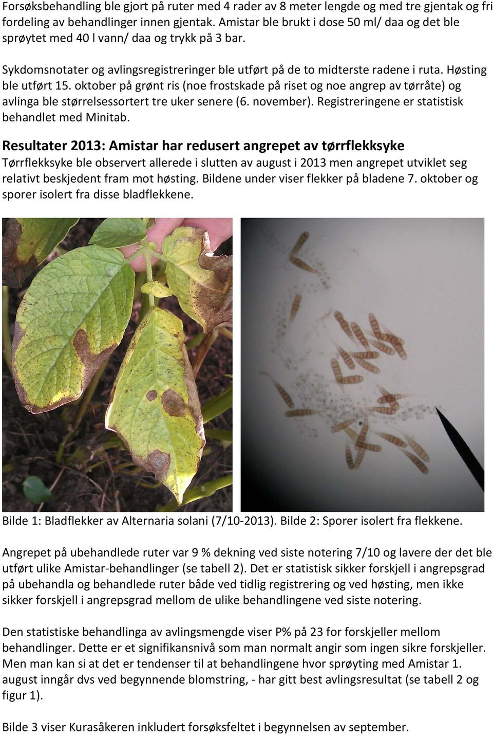 Høsting ble utført 15. oktober på grønt ris (noe frostskade på riset og noe angrep av tørråte) og avlinga ble størrelsessortert tre uker senere (6. november).