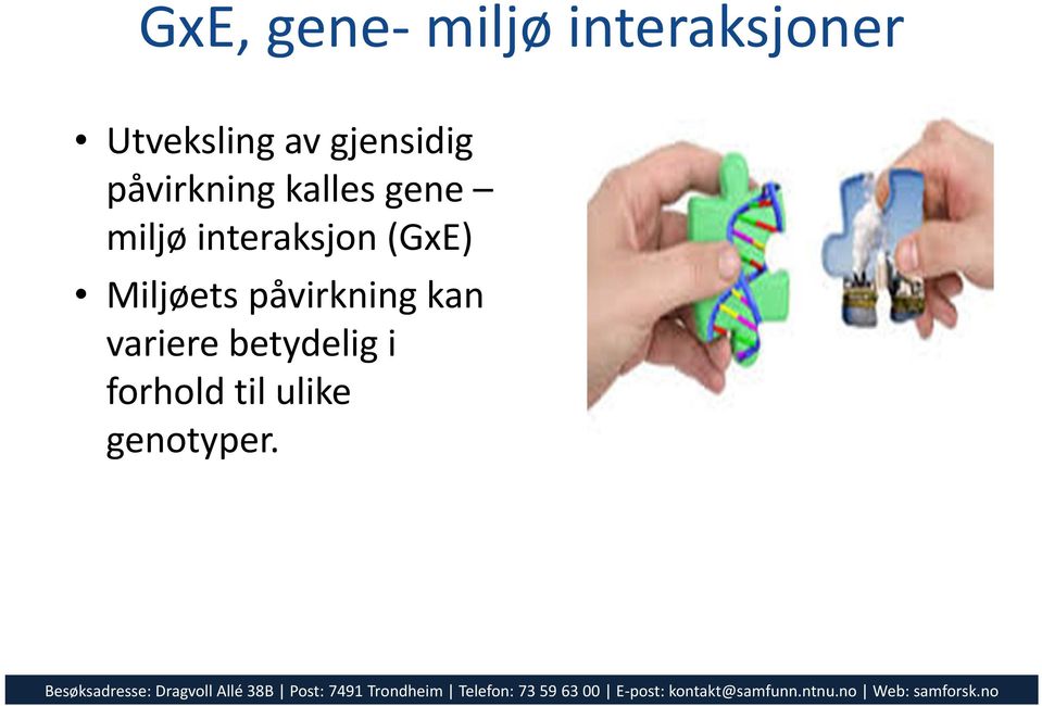 interaksjon (GxE) Miljøets påvirkning kan