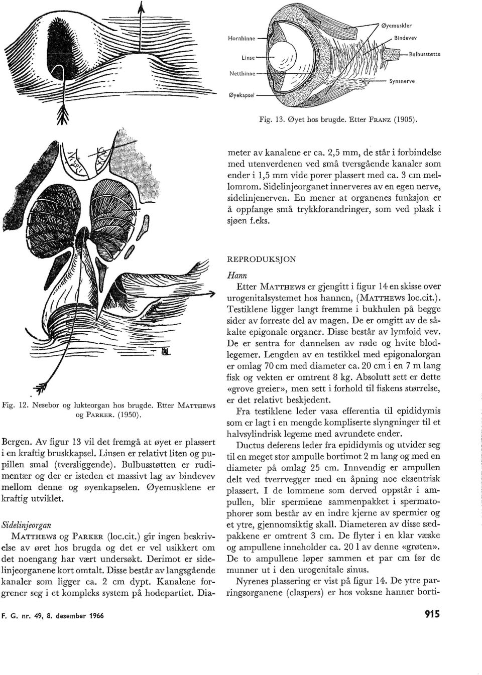 En mener at organenes funksjon er å oppfange små trykkforandringer, som ved pask i sjøen f.eks. Fig. 12. Nesebor og 1ukteorgan hos brugde. Etter MATTHEWS og PARKER. (1950). Bergen.