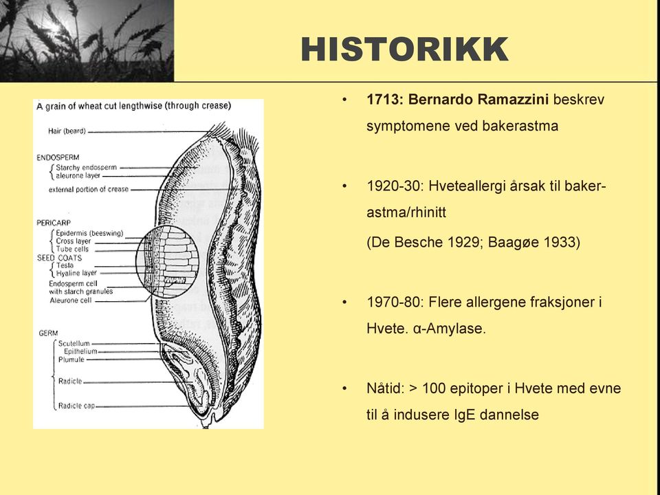 Besche 1929; Baagøe 1933) 1970-80: Flere allergene fraksjoner i