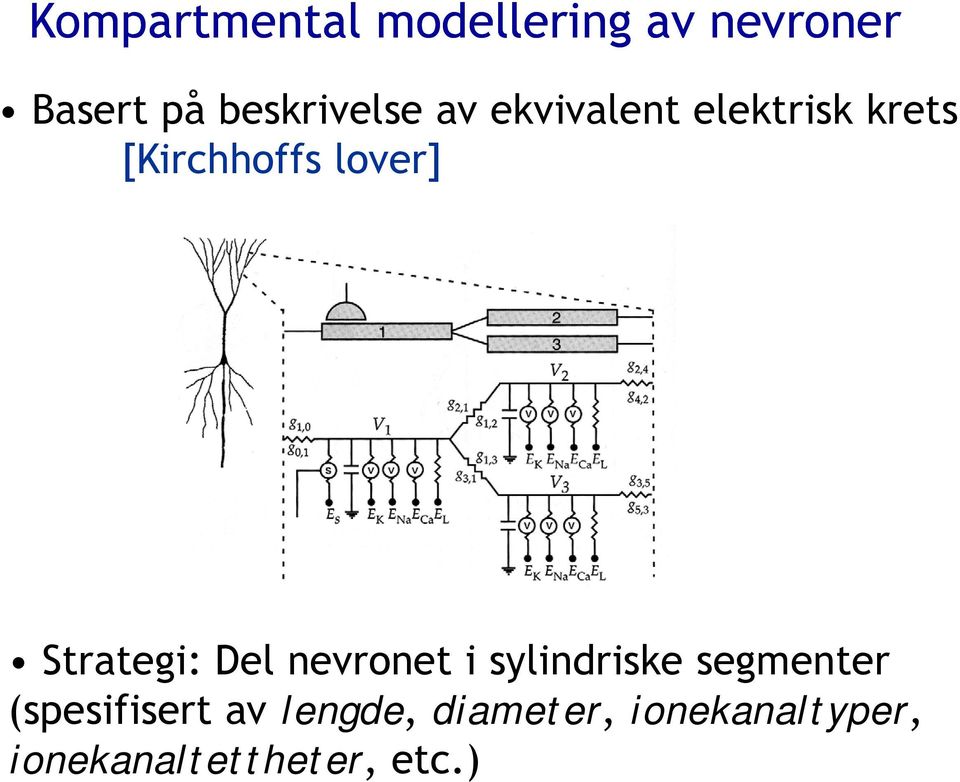 lover] Strategi: Del nevronet i sylindriske segmenter