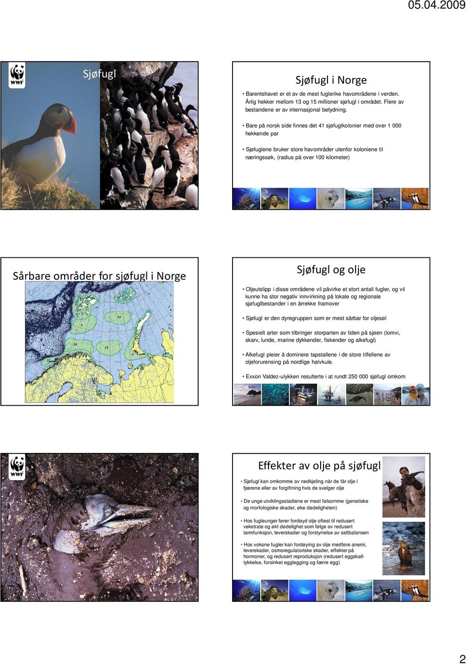 sjøfugl i Norge Sjøfugl og olje Oljeutslipp i disse områdene vil påvirke et stort antall fugler, og vil kunne ha stor negativ innvirkning på lokale og regionale sjøfuglbestander i en årrekke framover