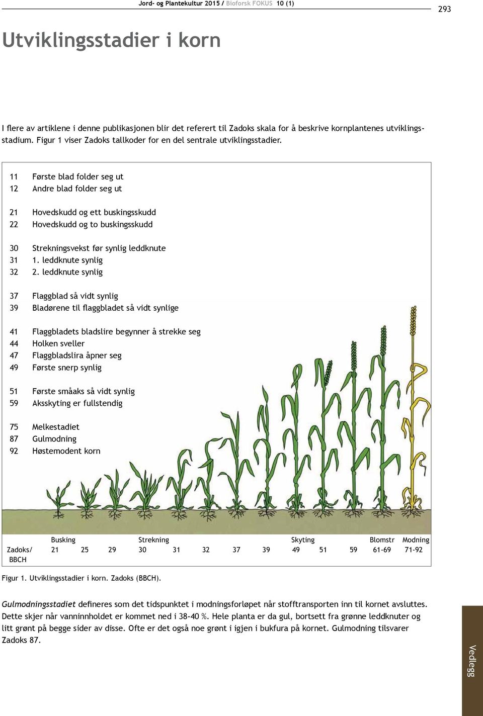 utviklingsstadium. Figur 1 viser Zadoks tallkoder for en del sentrale utviklingsstadier.