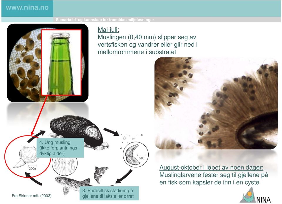 mellomrommene i substratet 4.