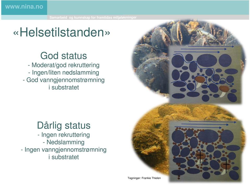 Ingen/liten nedslamming - God vanngjennomstrømning i