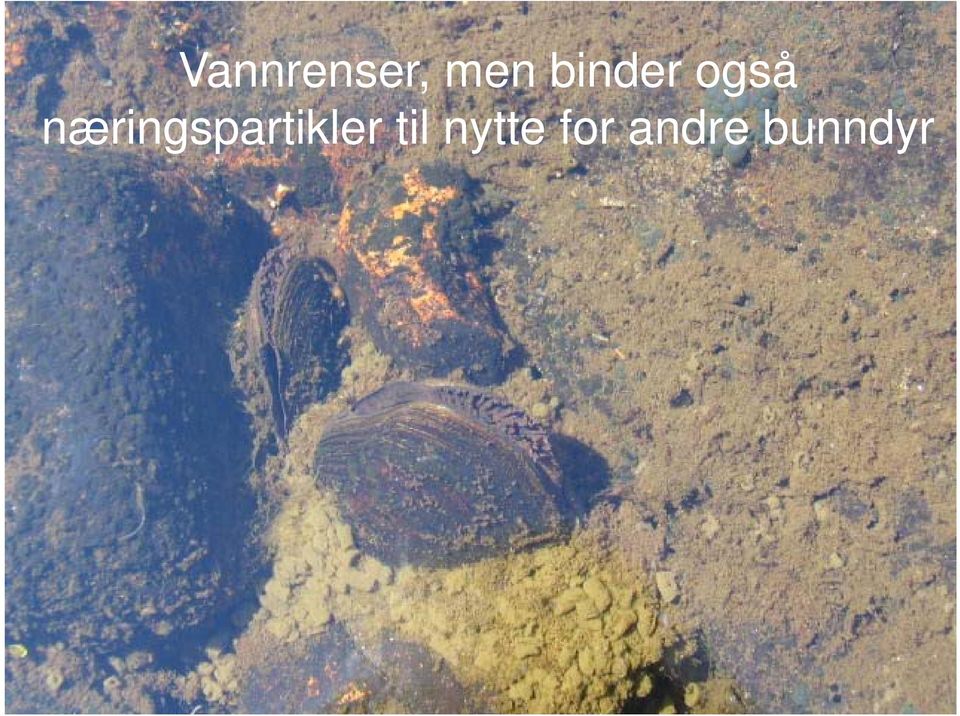 næringspartikler