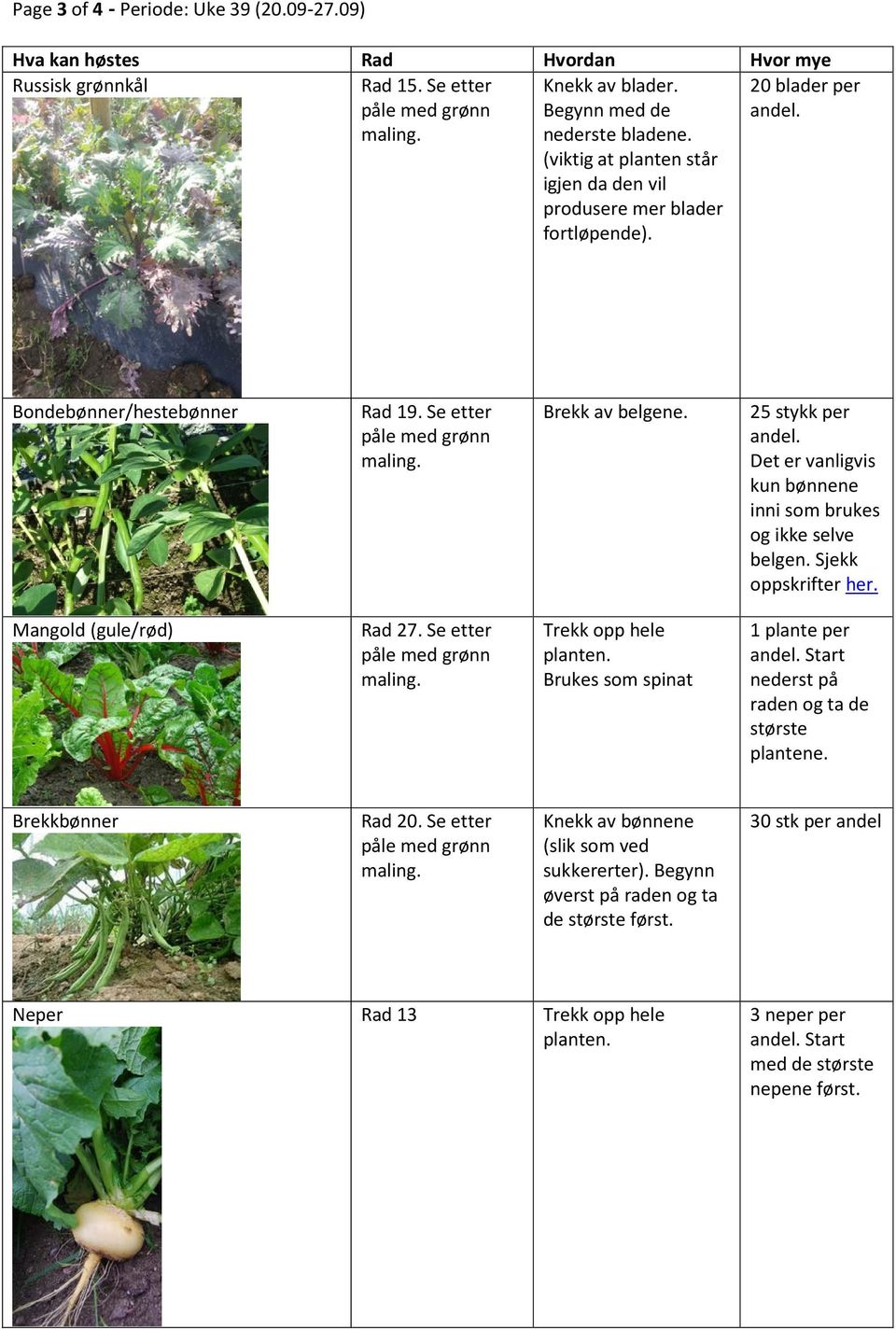 25 stykk per Det er vanligvis kun bønnene inni som brukes og ikke selve belgen. Sjekk oppskrifter her. Mangold (gule/rød) Rad 27. Se etter Trekk opp hele planten.