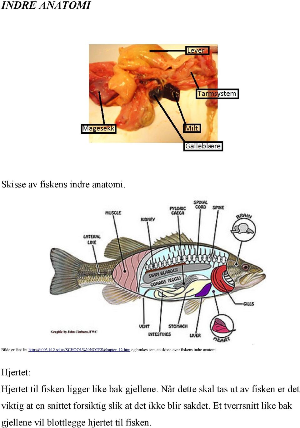 htm og brukes som en skisse over fiskens indre anatomi Hjertet: Hjertet til fisken ligger like