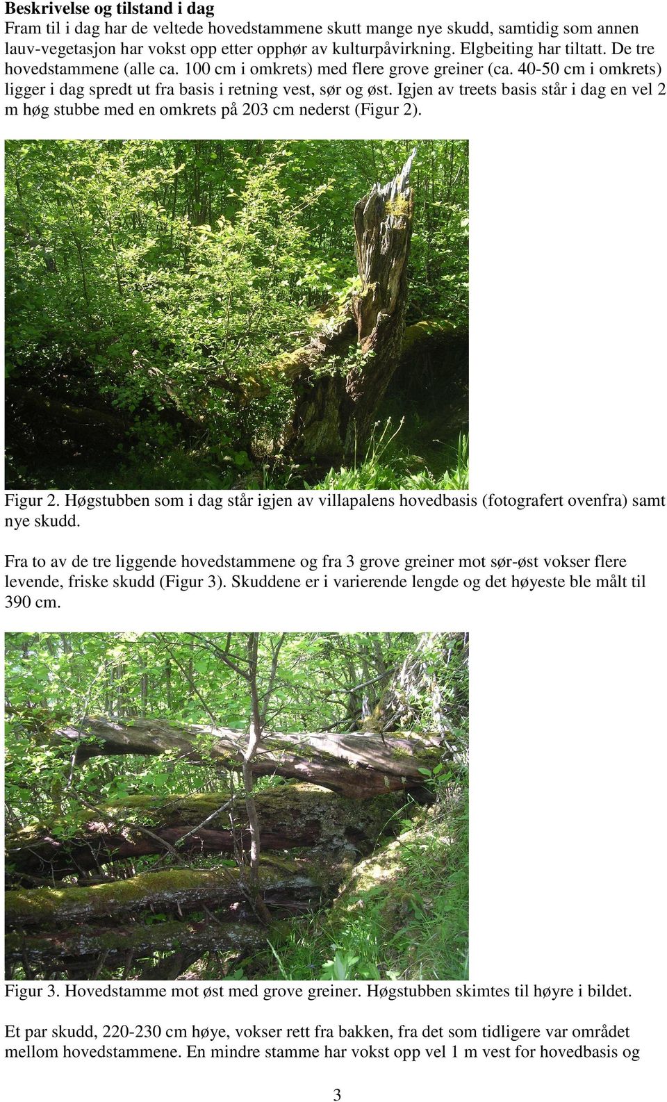 Igjen av treets basis står i dag en vel 2 m høg stubbe med en omkrets på 203 cm nederst (Figur 2). Figur 2.
