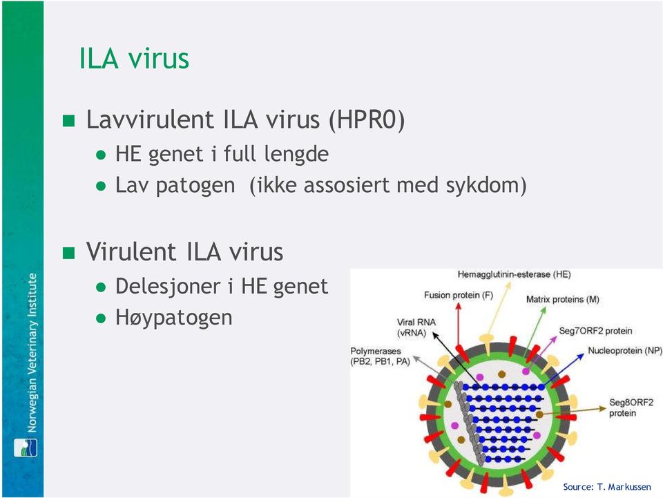 assosiert med sykdom) Virulent ILA virus