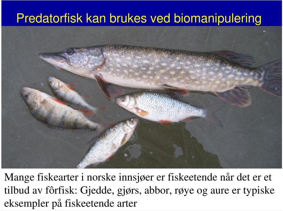 det er et tilbud av fôrfisk: Gjedde, gjørs, abbor,