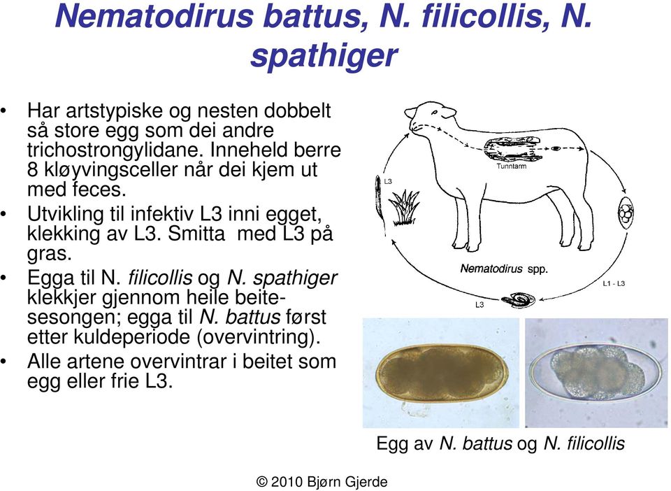 Inneheld berre 8 kløyvingsceller når dei kjem ut med feces. Utvikling til infektiv L3 inni egget, klekking av L3.