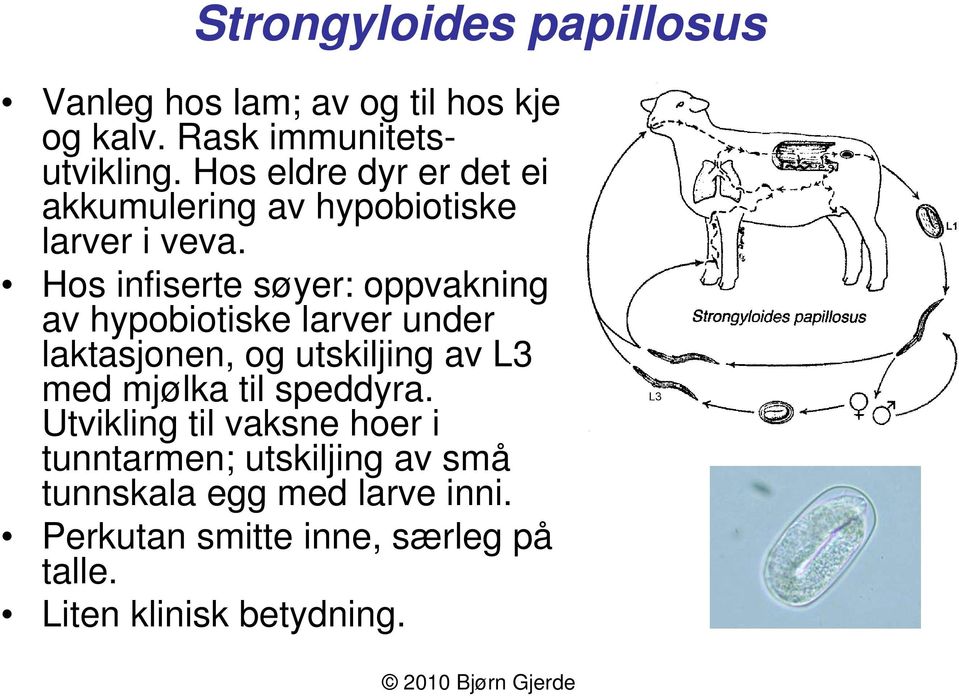 Hos infiserte søyer: oppvakning av hypobiotiske larver under laktasjonen, og utskiljing av L3 med mjølka