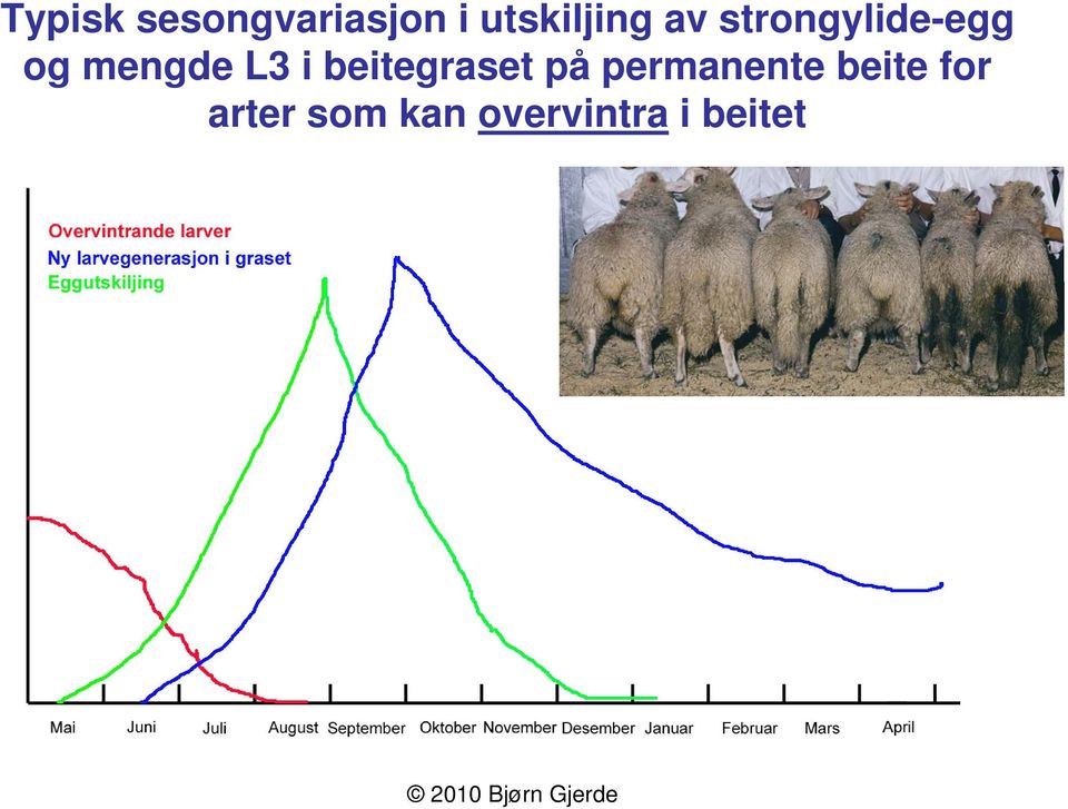 mengde L3 i beitegraset på