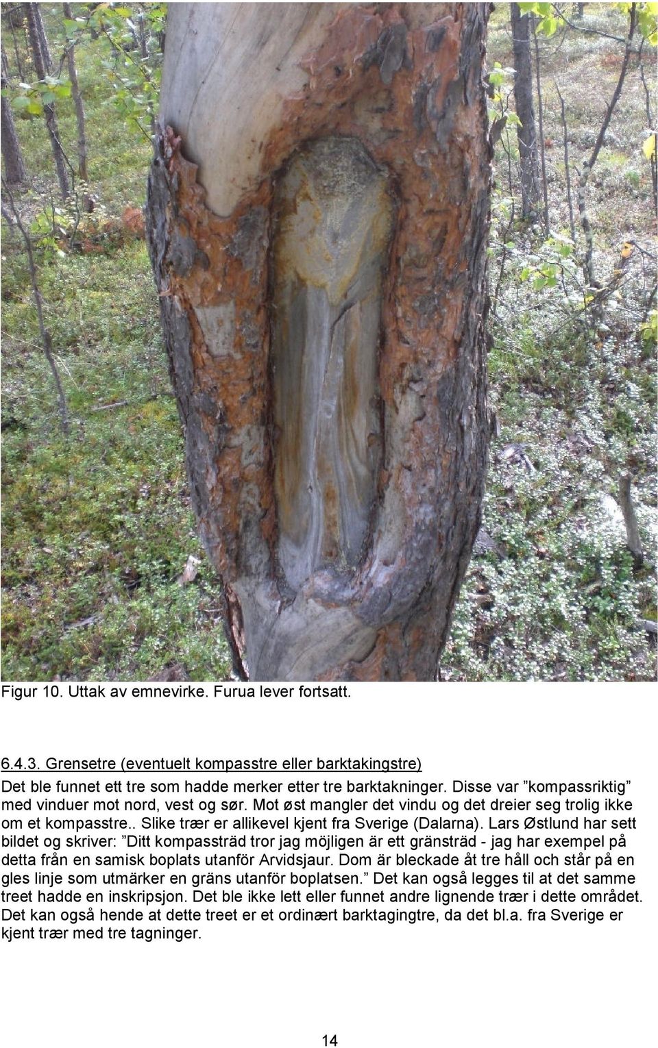 Lars Østlund har sett bildet og skriver: Ditt kompassträd tror jag möjligen är ett gränsträd - jag har exempel på detta från en samisk boplats utanför Arvidsjaur.