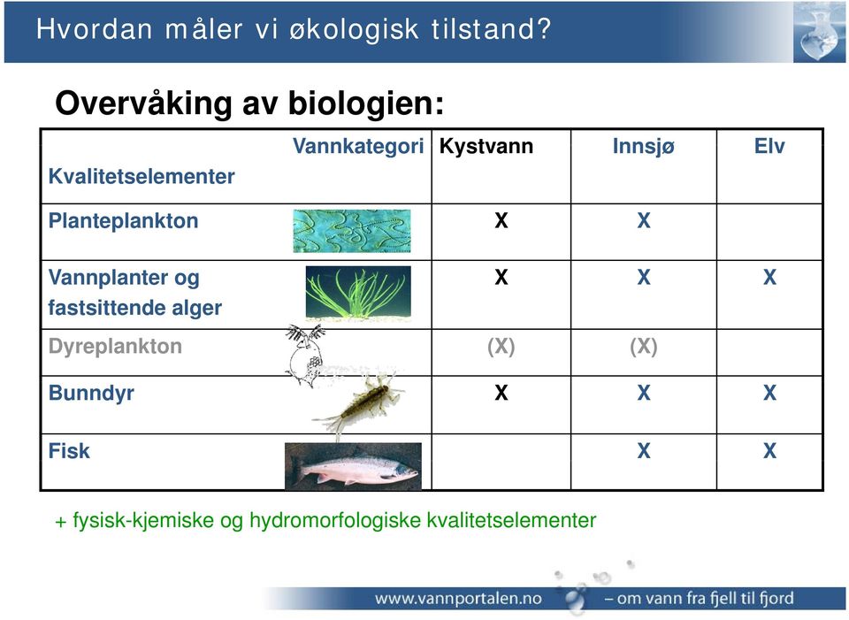 Innsjø Elv Planteplankton X X Vannplanter og fastsittende alger X X