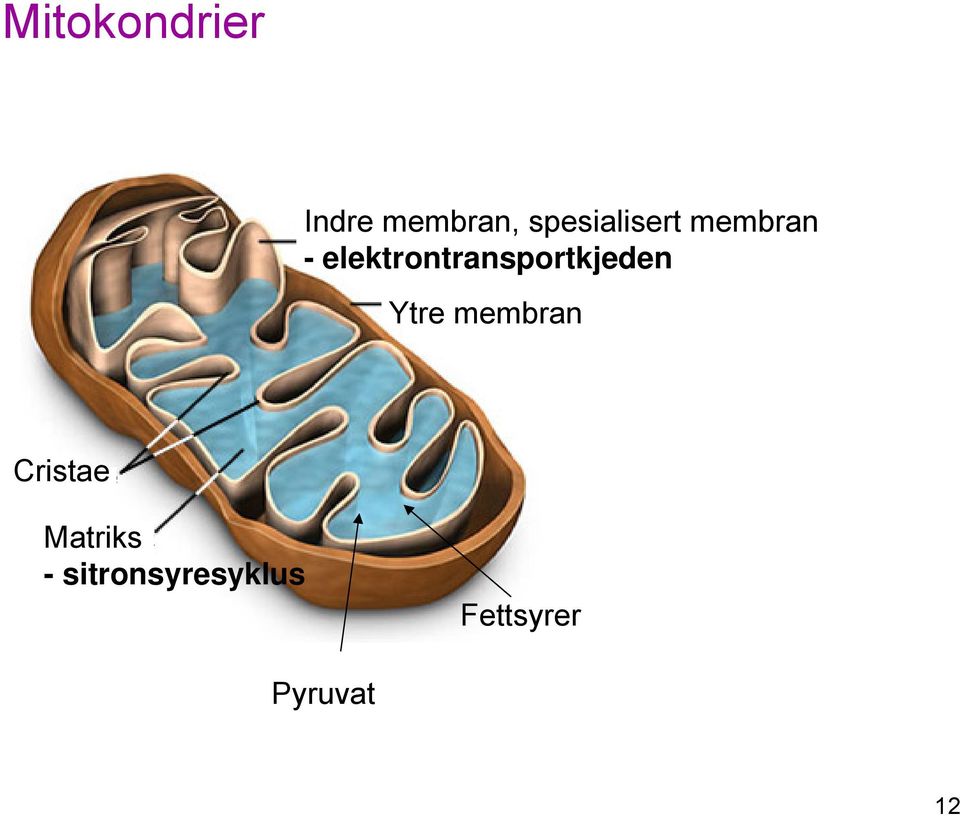 elektrontransportkjeden Ytre