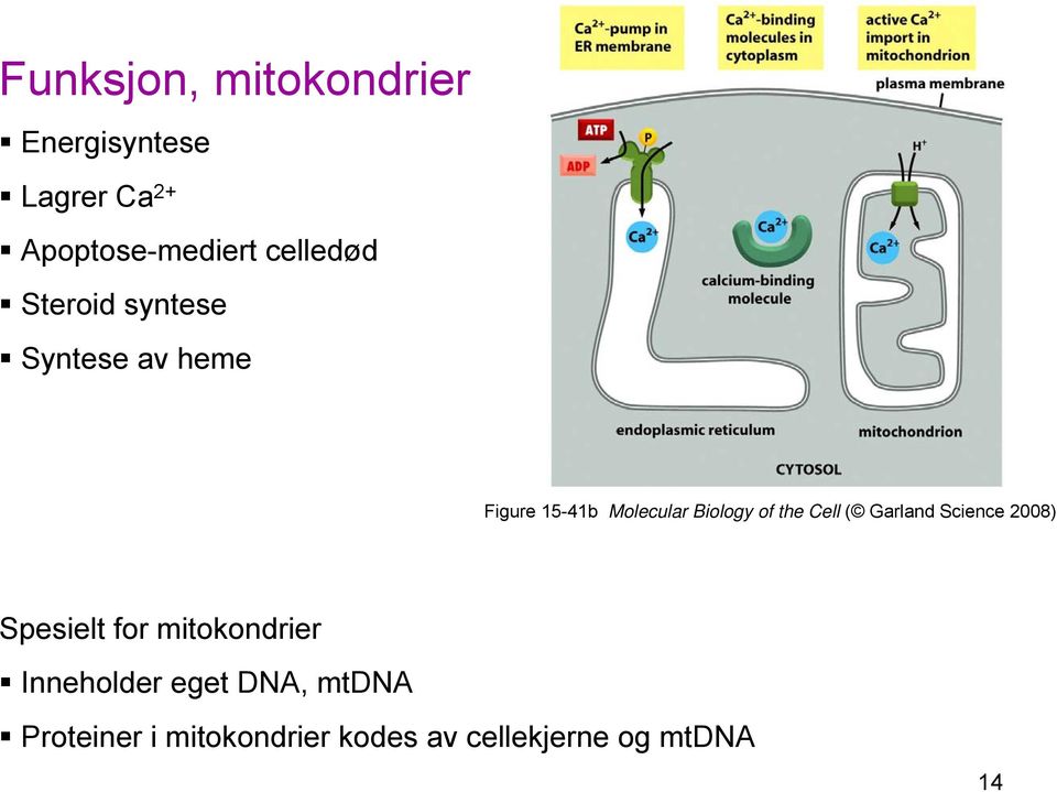 Biology of the Cell ( Garland Science 2008) Spesielt for mitokondrier